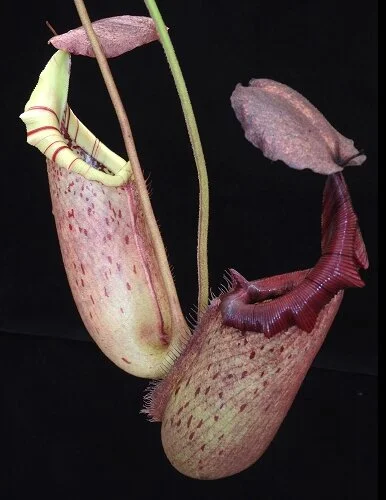 BE-3577c representative intermediate & lower pitchers.JPG