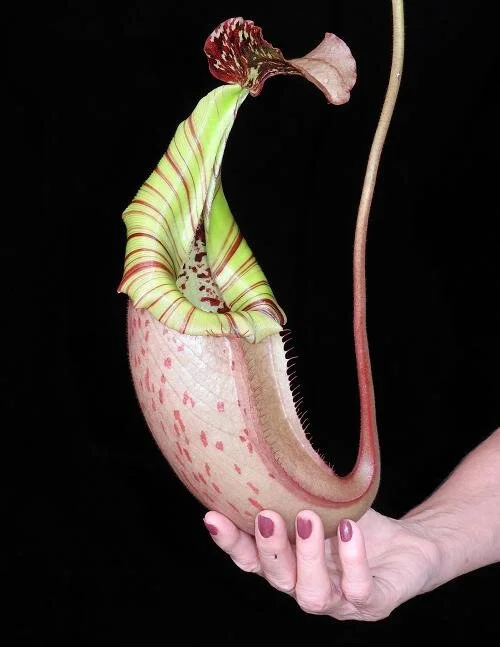 BE-3723b representative pitcher in hand.JPG