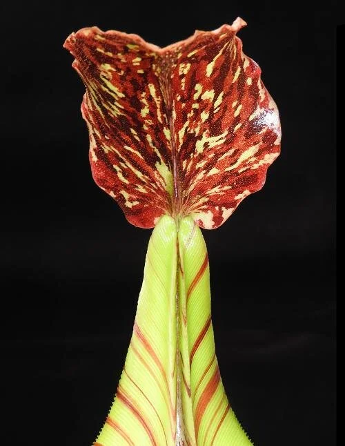 BE-3723d lid detail.JPG