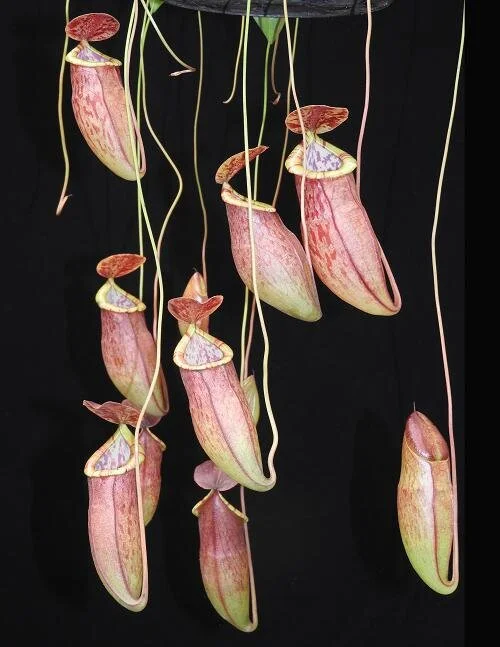 BE-3971d cascade of pitchers on representative plant.JPG