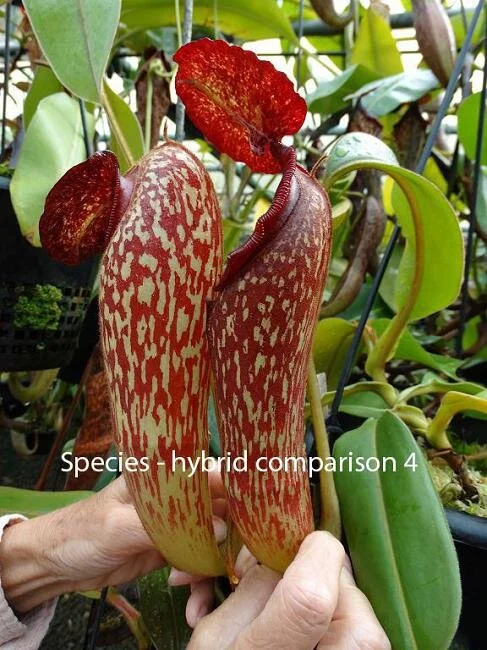 BE-4014f comparison-4.JPG