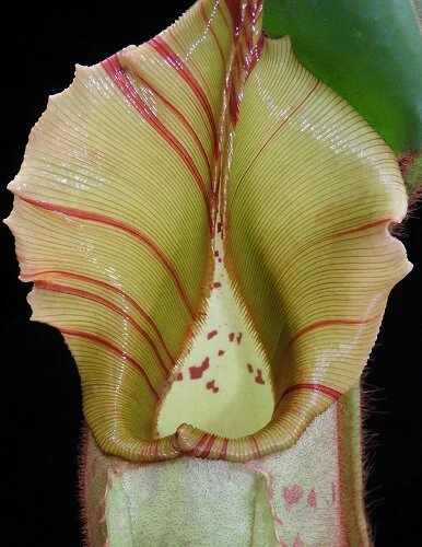 BE-3734b juvenile representative pitcher.JPG