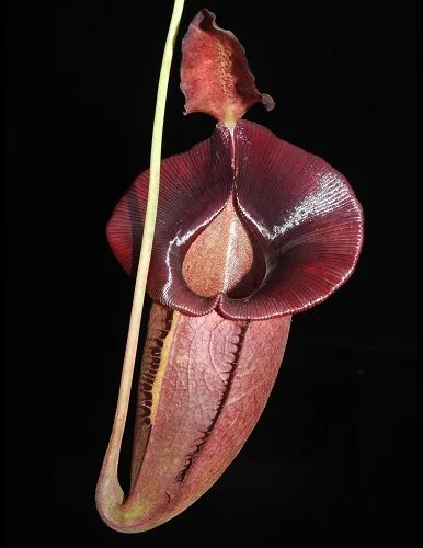 BE-3894a lower pitcher of actual clone.JPG