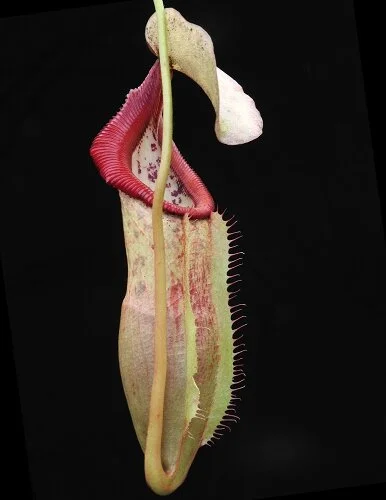 BE-3984i juvenile representative pitcher.JPG