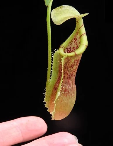 BE-3984j juvenile representative pitcher.JPG