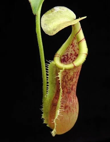 BE-3984k juvenile representative pitcher.JPG