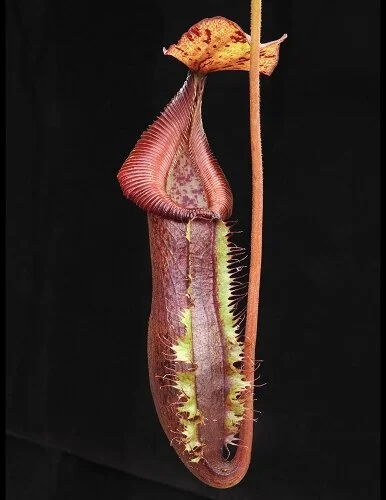 BE-3984c juvenile representative pitcher.JPG