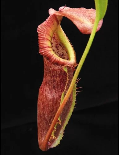 BE-3984b juvenile representative pitcher.JPG