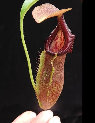 BE-3984d juvenile representative pitcher.JPG