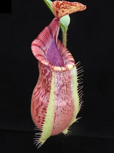 BE-3943a representative lower pitcher.JPG