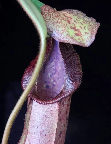 BE-3943g representative lower pitcher.JPG