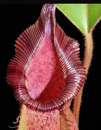 BE-3943h representative lower pitcher.JPG