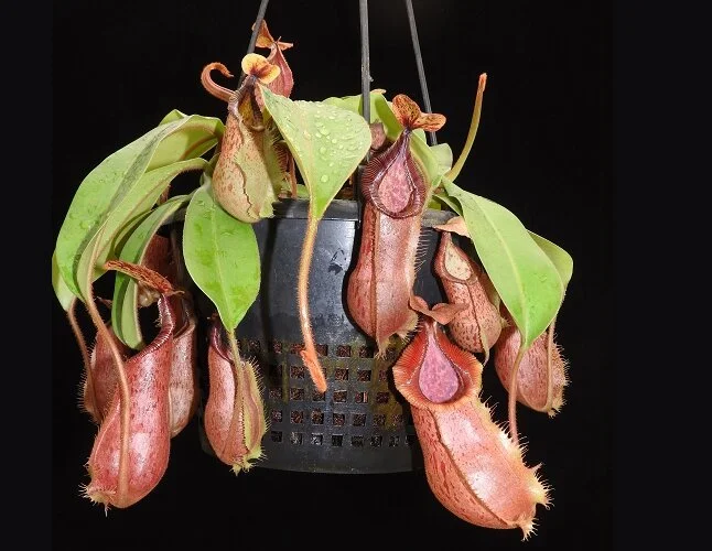 BE-3943i representative large size plants.JPG