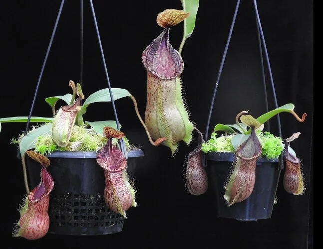 BE-3943j representative large size plants.JPG