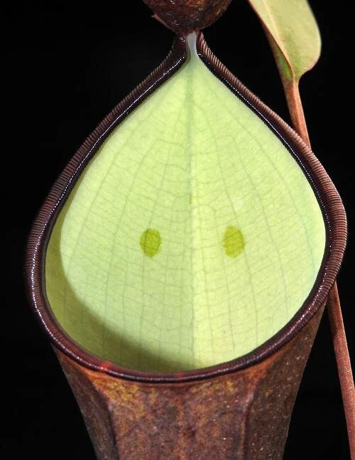 BE-3711c eye spots on representative pitcher.JPG