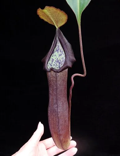 BE-3740c intermediate pitchert of actual clone.JPG