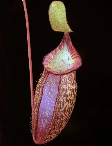 BE-3769a  lower pitcher of actual clone.JPG