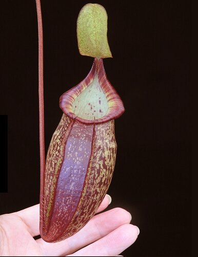 BE-3769b  lower pitcher of actual clone.JPG