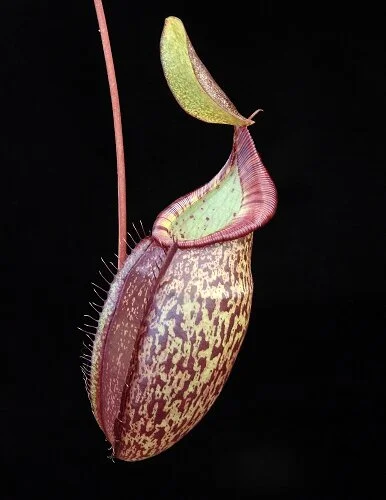 BE-3769c  lower pitcher of actual clone.JPG