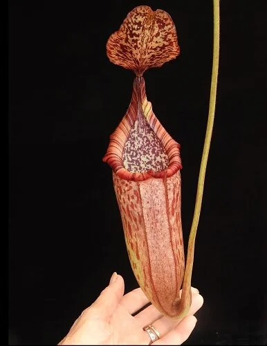 BE-4042b representative intermediate pitcher.JPG