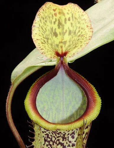 BE-4043a representative juvenile pitcher.JPG