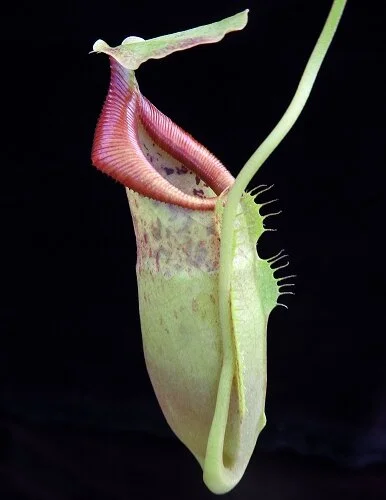 BE-4048a - very juvenile representative pitcher.JPG