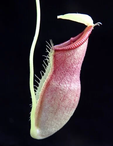BE-4048b - very juvenile representative pitcher.JPG
