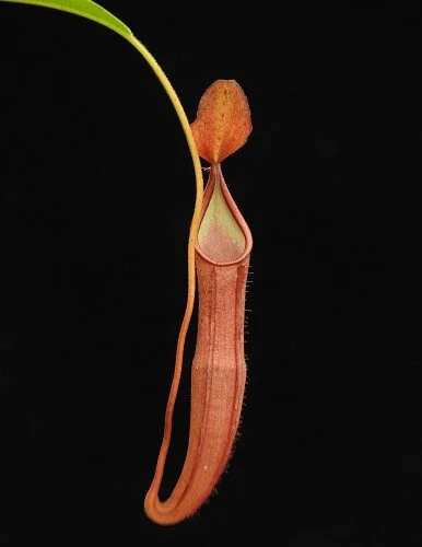 BE-4066b representative pitcher.JPG