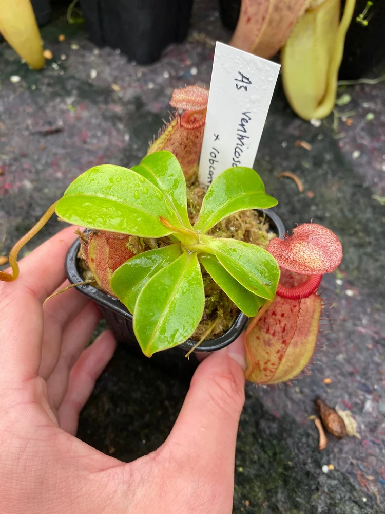 Nepenthes (ventricosa x sibuyanensis) x robcantleyi — Scotland