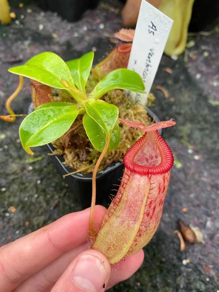 Nepenthes (ventricosa x sibuyanensis) x robcantleyi — Scotland