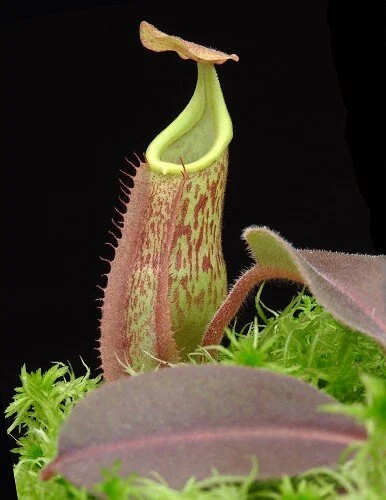BE-4061a juvenile pitcher of one form.JPG