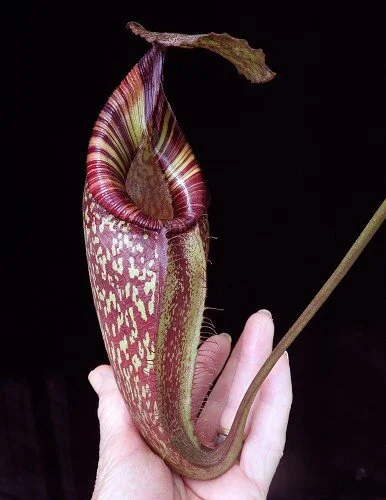 BE-4063a representative intermediate pitcher.JPG