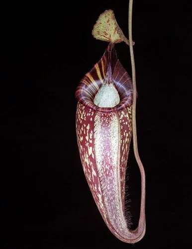 BE-4063b representative intermediate pitcher.JPG