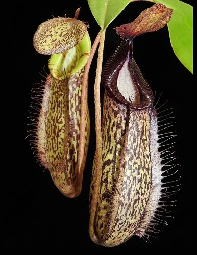 BE-4030a represenative pitchers.JPG