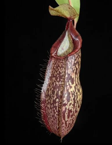 BE-4030b represenative pitcher.JPG