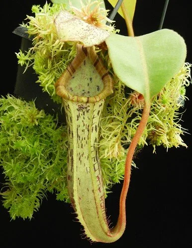 BE-4072c representative pitcher.JPG