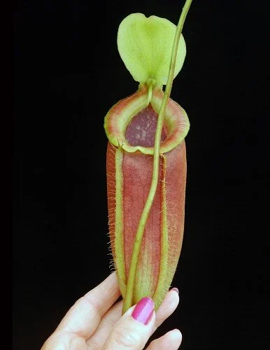 BE-3744b pitcher of actual clone.JPG