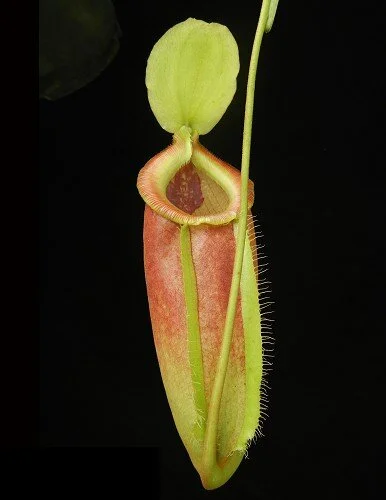 BE-3744c pitcher of actual clone.JPG