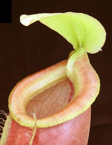 BE-3744d pitcher of actual clone.JPG