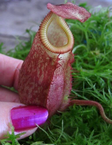 BE-4016b representative juvenile pitcher of one form.JPG