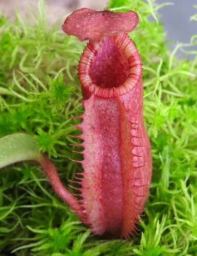 BE-4016c representative juvenile pitcher of one form.JPG