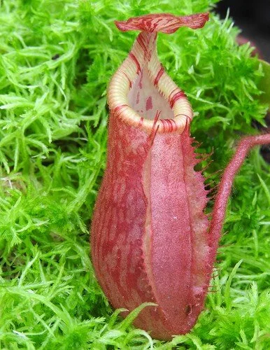BE-4016d representative juvenile pitcher of one form.JPG