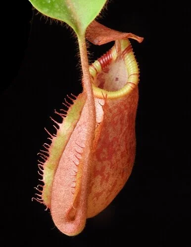 BE-4016e representative juvenile pitcher of one form.JPG