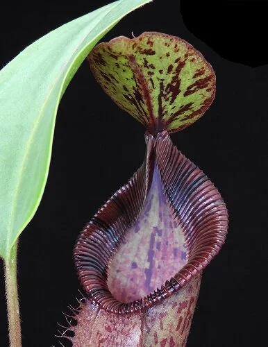 BE-4057a representative lower pitcher.JPG