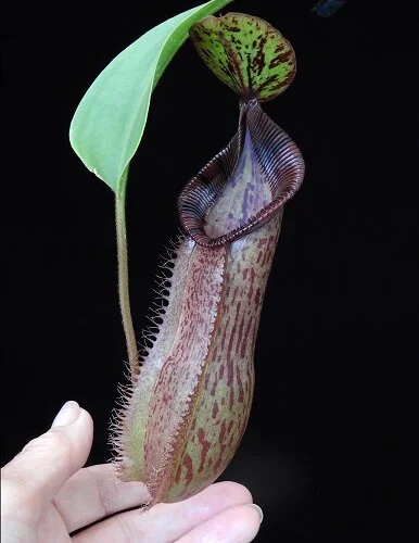 BE-4057c representative lower pitcher.JPG