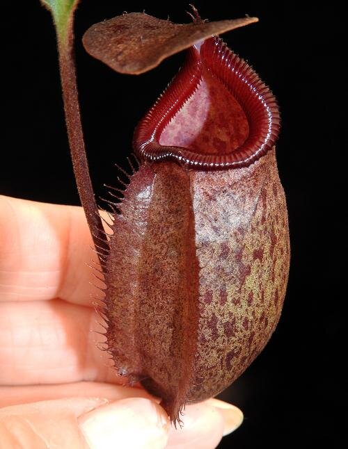 BE-4019d juvenile lower pitcher.JPG