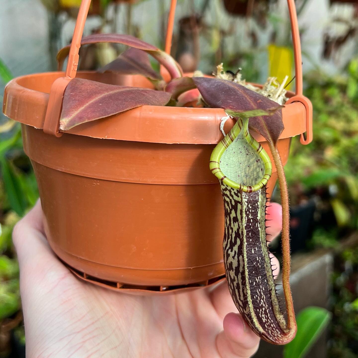 Some hanging baskets ending on eBay tomorrow!
