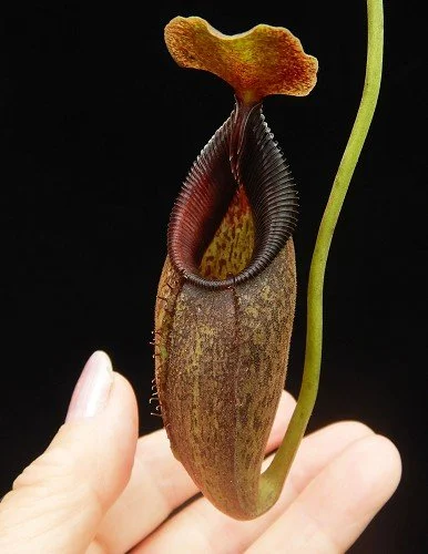 BE-4092a representative clone.JPG