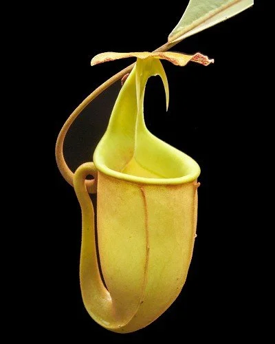 BE-3031b upper pitcher.jpg