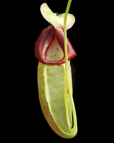 BE-4048b juvenile pitcher of one clone.JPG